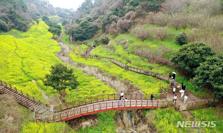 [서귀포=뉴시스] 우장호 기자 = 흐린 날씨를 보인 3일 오후 제주 도내 대표적인 봄꽃 명소인 서귀포시 색달동 엉덩물계곡을 찾은 관광객들이 활짝 핀 유채꽃을 감상하며 즐거운 시간을 보내고 있다. 2023.03.03. woo1223@newsis.com