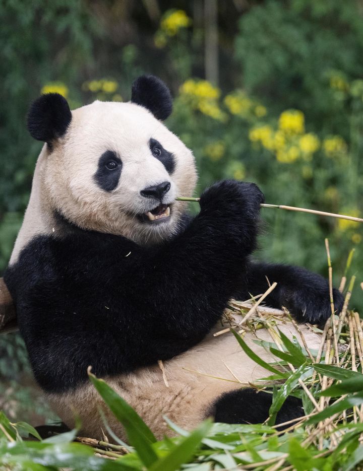 [서울=뉴시스] 최동준 기자 = 삼성물산 리조트부문(사장 정해린)이 운영하는 에버랜드는 지난 2020년 7월 국내에서 처음 태어나 많은 이들의 사랑을 받아 온 자이언트 판다 푸바오가 오는 4월 중국 이동을 앞두고 관람객들과 마지막 인사를 나눴다고 3일 밝혔다. 에버랜드는 사육사들의 정성을 듬뿍 담아 준비한 하트 모양 워토우(영양빵) 케이크와 푸바오가 가장 좋아하는 대나무, 당근을 특별 선물로 제공하며 이 날을 기념했다. (사진=에버랜드 제공) 2024.03.03. photo@newsis.com *재판매 및 DB 금지