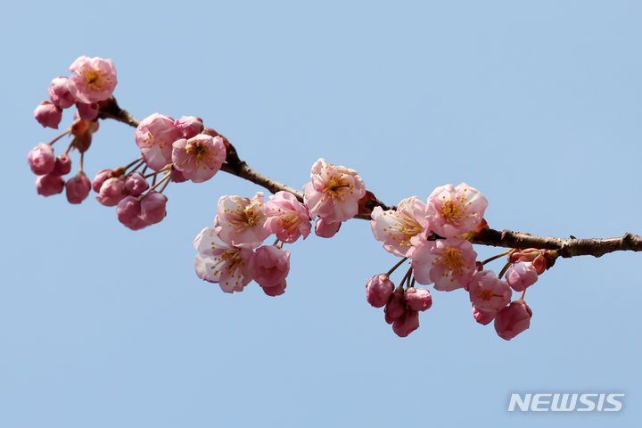 [부산=뉴시스] 하경민 기자 = 3일 부산 수영구 부산배화학교 화단에서 벚꽃이 꽃망울 터뜨려 시민들의 눈길을 사로잡고 있다. 2024.03.03. yulnetphoto@newsis.com