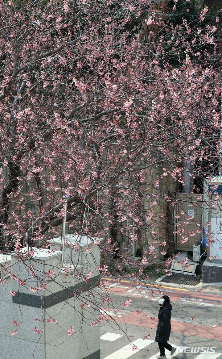 [부산=뉴시스] 하경민 기자 = 3일 부산 수영구 부산배화학교 화단에서 벚꽃이 꽃망울 터뜨려 시민들의 눈길을 사로잡고 있다. 2024.03.03. yulnetphoto@newsis.com