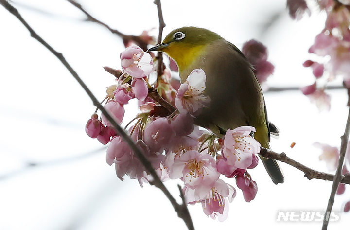 [부산=뉴시스] 하경민 기자 = 3일 부산 수영구 부산배화학교 화단에서 동박새가 꽃망울을 터뜨린 벚꽃의 꿀을 따고 있다. 2024.03.03. yulnetphoto@newsis.com