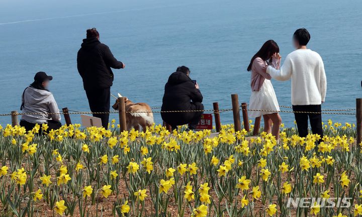 [부산=뉴시스] 하경민 기자 = 3일 부산 남구 오륙도해맞이공원을 찾은 시민과 관광객들이 활짝 핀 수선화와 푸른 바다를 둘러보며 봄 나들이를 즐기고 있다. 2024.03.03. yulnetphoto@newsis.com