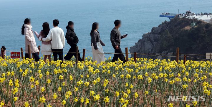 [부산=뉴시스] 하경민 기자 = 3일 부산 남구 오륙도해맞이공원을 찾은 시민과 관광객들이 활짝 핀 수선화와 푸른 바다를 둘러보며 봄 나들이를 즐기고 있다. 2024.03.03. yulnetphoto@newsis.com