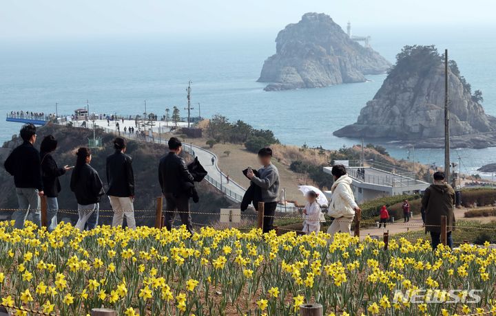[부산=뉴시스] 하경민 기자 = 3일 부산 남구 오륙도해맞이공원을 찾은 시민과 관광객들이 활짝 핀 수선화와 푸른 바다를 둘러보며 봄 나들이를 즐기고 있다. 2024.03.03. yulnetphoto@newsis.com