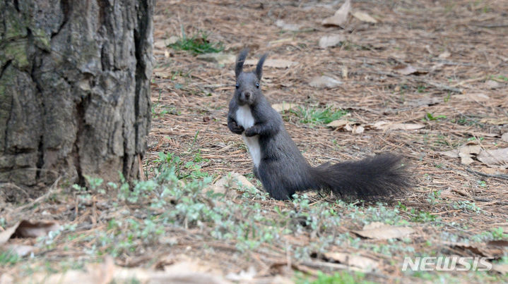 [전주=뉴시스] 김얼 기자 = 완연한 봄 날씨가 이어진 3일 전북 전주시 덕진구 송천동 세병공원에 겨울나기를 마친 청설모가 먹이활동을 위해 분주하게 움직이고 있다. 2024.03.03. pmkeul@newsis.com