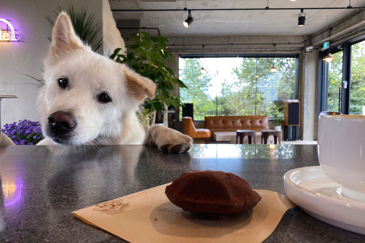 [수원=뉴시스] 반려동물 동반 카페. (사진=경기도 제공) 2024.03.04. photo@newsis.com *재판매 및 DB 금지