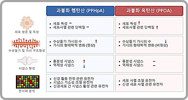 [대전=뉴시스] 과불화헵탑산과 과불화옥탄산이 뇌신경에 미치는 영향 비교.(사진=KIT 제공) *재판매 및 DB 금지