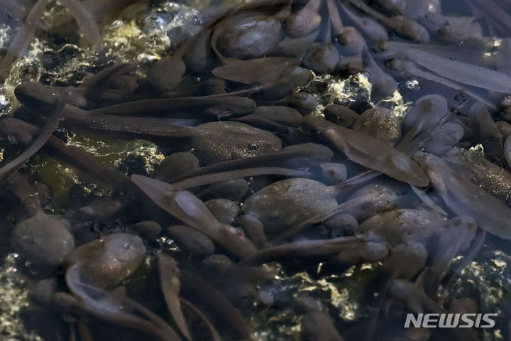 [광주=뉴시스] 이영주 기자 = 절기상 경칩을 하루 앞둔 4일 오전 광주 북구 평두메습지에서 올챙이들이 헤엄치고 있다. 2024.03.04. leeyj2578@newsis.com