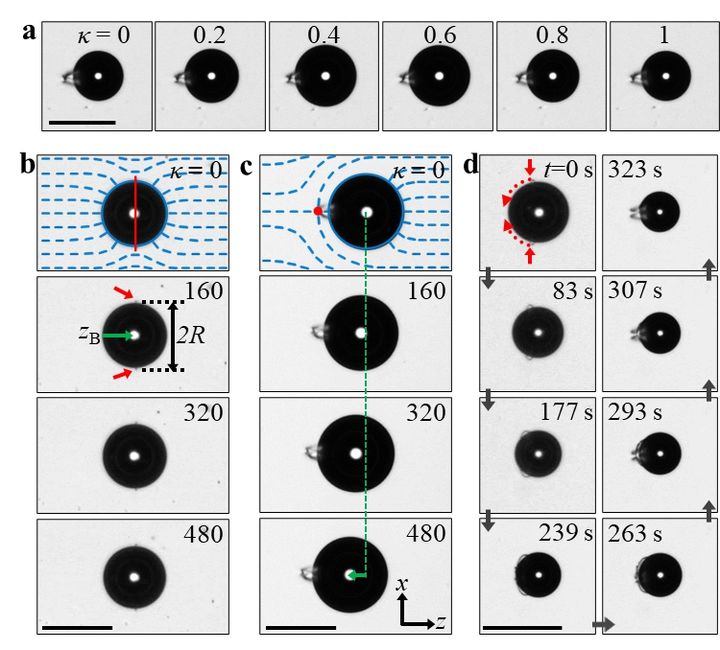 [울산=뉴시스] 네마틱 액정에 분산된 미세 공기 방울의 수영 *재판매 및 DB 금지