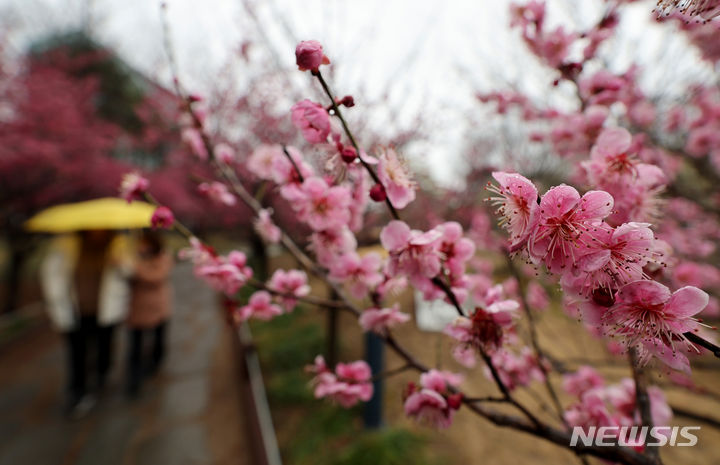 [대구=뉴시스] 이무열 기자 = 절기상 경칩인 5일 대구 중구 국채보상운동기념공원에 만개한 홍매화 아래로 우산을 쓴 한 시민들이 산책하고 있다. 2024.03.05. lmy@newsis.com
