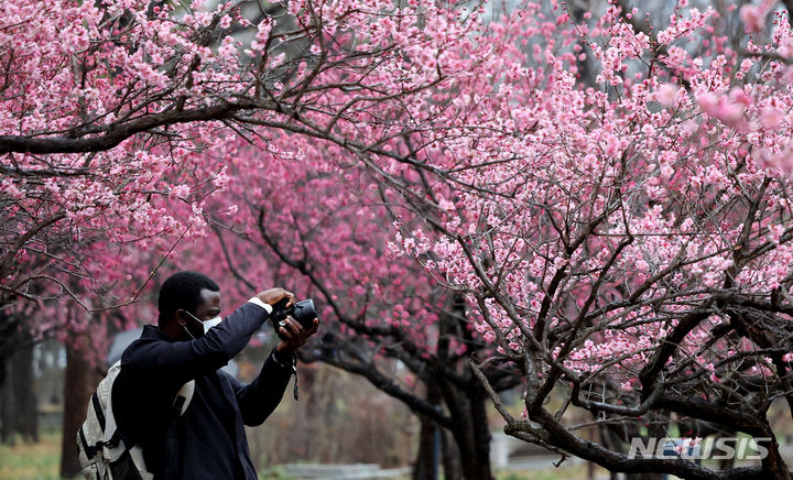 [대구=뉴시스] 이무열 기자 = 절기상 경칩인 5일 대구 중구 국채보상운동기념공원을 찾은 외국인이 만개한 홍매화를 촬영하고 있다. 2024.03.05. lmy@newsis.com