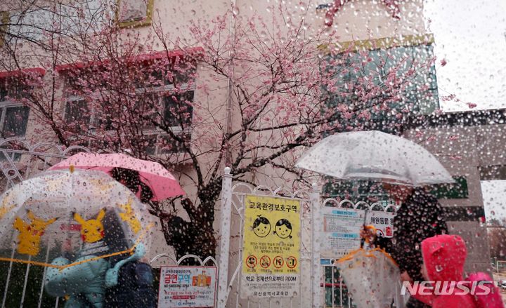 [부산=뉴시스] 하경민 기자 = 만물이 겨울잠에서 깨어나는 절기 '경칩'인 5일 부산 수영구 부산배화학교 앞에서 시민들이 우산을 쓴 채 활짝 핀 벚꽃 아래를 지나가고 있다. 2024.03.05. yulnetphoto@newsis.com