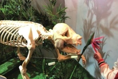 [서울=뉴시스] 푸바오의 팬들이 푸바오의 외할머니 '신니얼'의 근황에 걱정하고 있다. (사진=쓰촨 온라인 캡처) *재판매 및 DB 금지