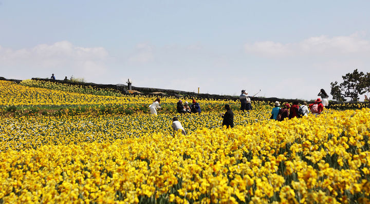 [신안=뉴시스] 지난해 '섬 수선화 축제'를 즐기는 관광객. *재판매 및 DB 금지