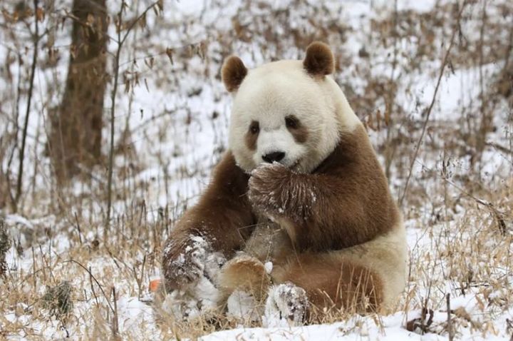 [서울=뉴시스] 전 세계 7마리 밖에 없는 희귀종인 갈색 대왕판다(자이언트판다)의 유전자를 해독한 결과, 유전자에서 염기서열이 변화하면서 탄생한 것이라고 7일(현지시간) 홍콩 사우스차이나모닝포스트(SCMP)가 보도했다. 사진은 중국에서 유일하게 사육 중인 14살 수컷 대왕판다 '치자이'의 모습. (사진=SCMP) 2024.3.7 *재판매 및 DB 금지