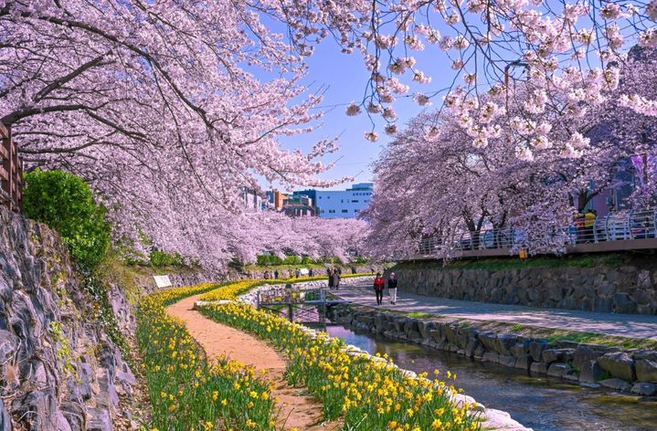 [울산=뉴시스] 울산 남구 무거천 일대 궁거랑 벚꽃길. (사진=울산 남구 제공) photo@newsis.com *재판매 및 DB 금지