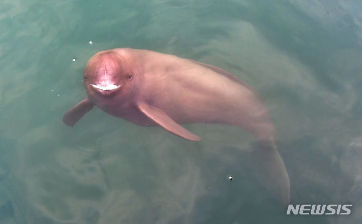 [남해=뉴시스] 차용현 기자 = 경남 남해군 인근 해상에서 멸종위기 보호동물 상괭이가 어민이 던져놓은 물고기를 잡아 먹고 있다. 2024.03.07.con@newsis.com