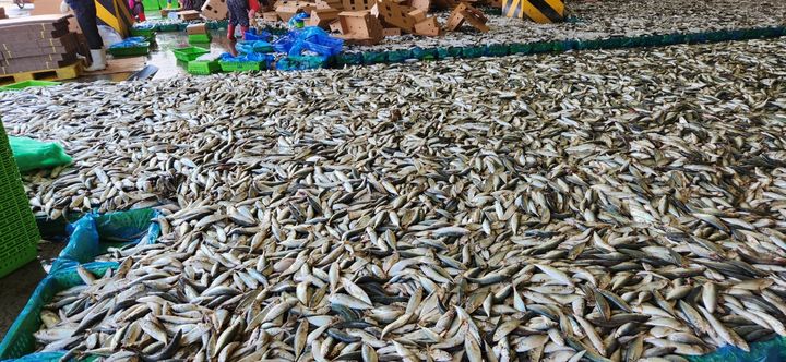 [통영=뉴시스] 신정철 기자= 경남 통영시를 비롯 남해안 일대에서 양식중인 어류들이 사료용 어류 품귀와 가격 폭등으로 배곪음에 시달리고 있다.사진은 지난해 가을 통영수협 위판장에서 경매되는 사료용 어류 모습.2024.03.08. sin@newsis.com *재판매 및 DB 금지