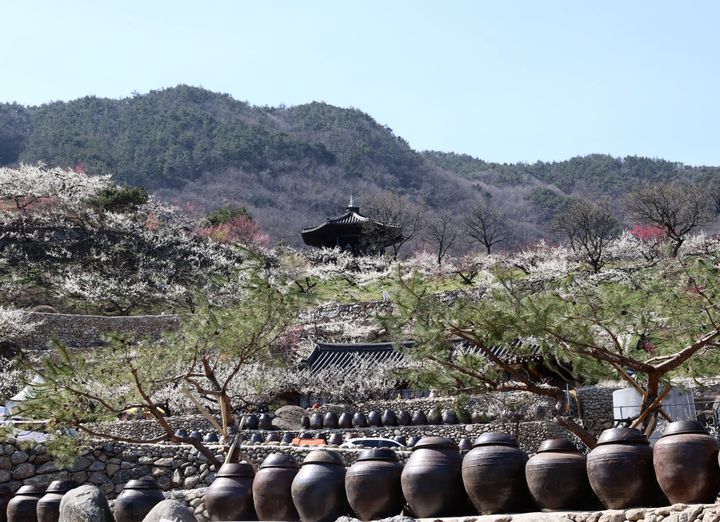 봄의 제전 제23회 광양매화축제 '팡파르'