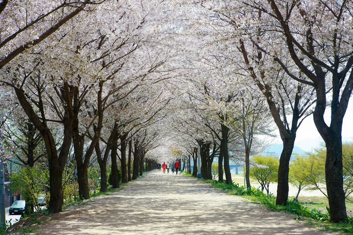 [대구=뉴시스] 대구 동구 지저동 벚꽃터널. (사진=대구시 동구 제공) 2024.03.09. photo@newsis.com *재판매 및 DB 금지