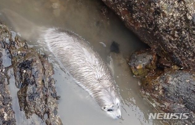 [인천=뉴시스] 김동영 기자 = 지난달 28일 백령도 주민이 굴을 채취하다가 새끼 물범을 발견했다. 인천녹색연합 제공. 2024.03.11. photo@newsis.com