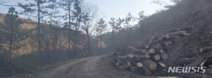 [창원=뉴시스] 지난 9일 오전 경남 밀양시 무안면 야산에서 사망사고가 발생한 벌목작업 현장. (사진=독자 제공). 2024.03.11. photo@newsis.com *재판매 및 DB 금지