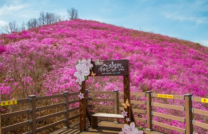 [밀양=뉴시스] .종남산 진달래 군락지. (사진=밀양시 제공) 2024.03.13. photo@newsis.com *재판매 및 DB 금지