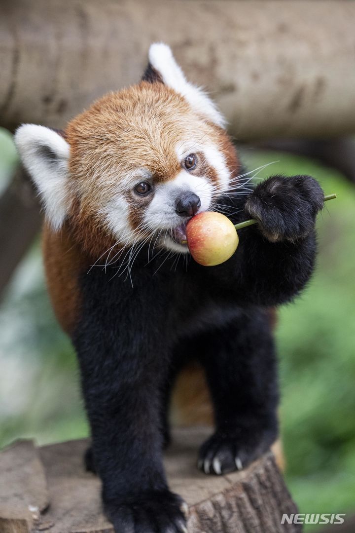 [서울=뉴시스] 에버랜드 레서판다 레시. (사진=에버랜드 제공)
