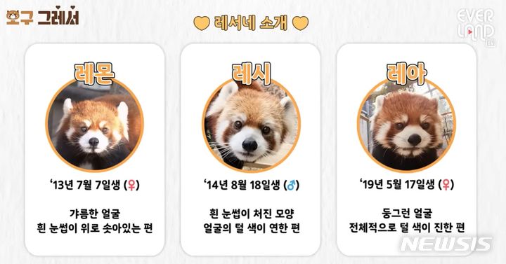 [서울=뉴시스] 에버랜드 레서판다. (사진=에버랜드 제공)