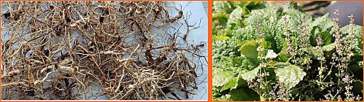 [대전=뉴시스] 면역관문 차단 효능이 확인된 달맞이꽃 뿌리(왼쪽)와 배암차즈기. *재판매 및 DB 금지