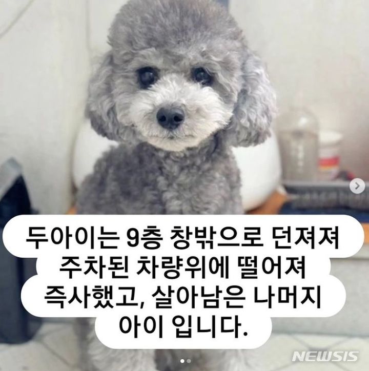 [인천=뉴시스] 살아남은 강아지. (사진=동물보호소 관계자 인스타그램 캡처). 2024.03.14. photo@newsis.com