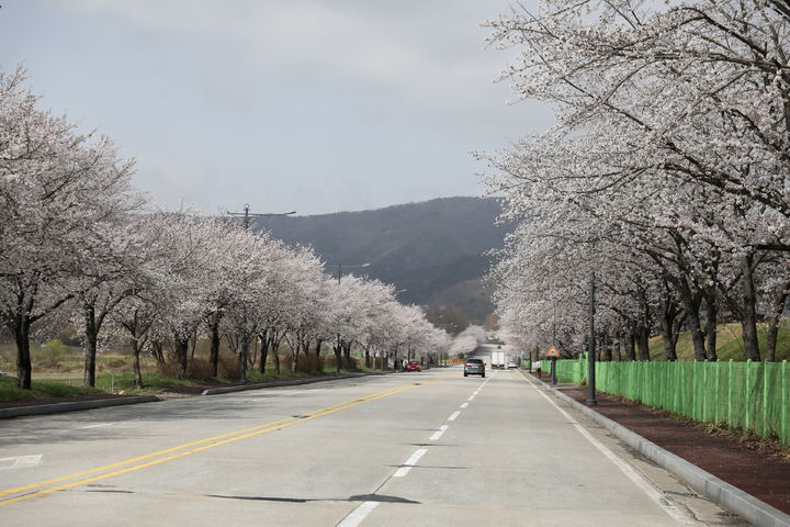 [계룡=뉴시스]계룡대 3정문 입구에 벚꽃이 만개해 있다. 작년 모습. 2024. 03. 14  *재판매 및 DB 금지