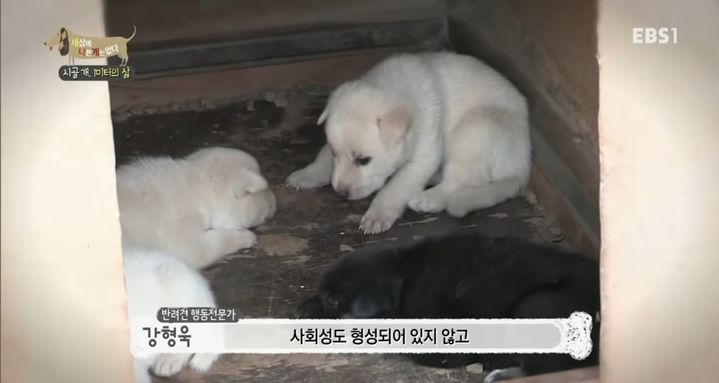 [서울=뉴시스] 반려견 행동전문가강형욱은 '세나개'에서 산책의 필요성에 대해 언급했다 (사진= EBS 프로그램 '세나개(세상에 나쁜 개는 없다)' 캡처 ) 2024.3.14. photo@newsis.com *재판매 및 DB 금지