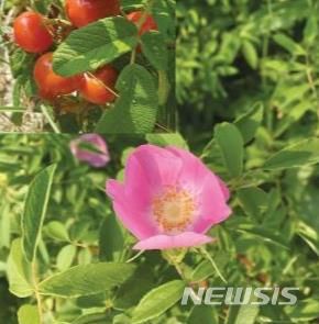 [서울=뉴시스] 해당화.