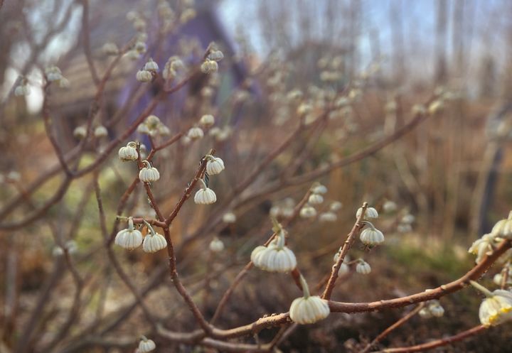 '팜 카밀레'의 삼지닥나무. 2024.03.15. 박주연 기자 photo@newsis.com *재판매 및 DB 금지