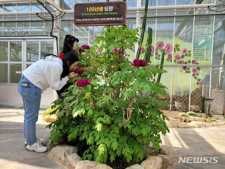 [강진=뉴시스]강진 100년생 모란