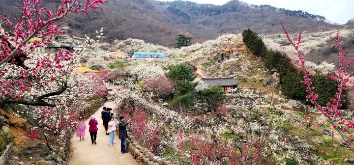 [광양=뉴시스] 제23회 광양매화축제가 열흘간 대단원의 막을 내렸다. (사진=광양시 제공) 2024.03.18. photo@newsis.com *재판매 및 DB 금지