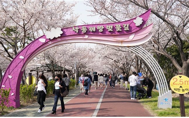 [부산=뉴시스] 부산 사상구 낙동제방 벚꽃길. (사진=사상구청 제공) 2024.03.18. photo@newsis.com *재판매 및 DB 금지