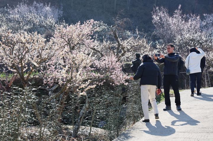 [양산=뉴시스] 원동매화축제에 20여만 명의 관광객이 다녀가는 등 성황리에 마무리 됐다. (사진=양산시 제공) 2024.03.19. photo@newsis.com *재판매 및 DB 금지