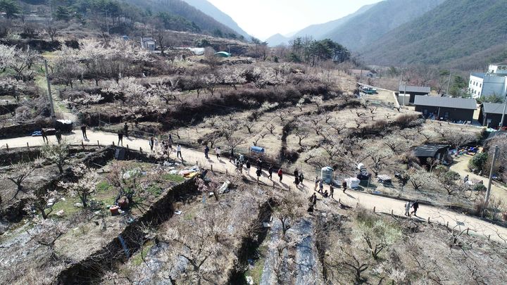 [양산=뉴시스] 원동매화축제에 20여만 명의 관광객이 다녀가는 등 성황리에 마무리 됐다. (사진=양산시 제공) 2024.03.19. photo@newsis.com *재판매 및 DB 금지