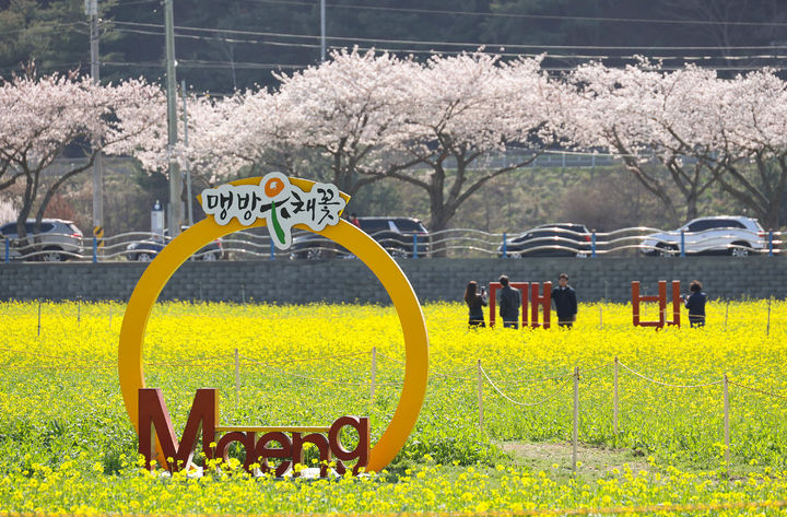 삼척시 근덕면 상맹방리에 유채꽃이 만발한 모습. 삼척시 제공 *재판매 및 DB 금지