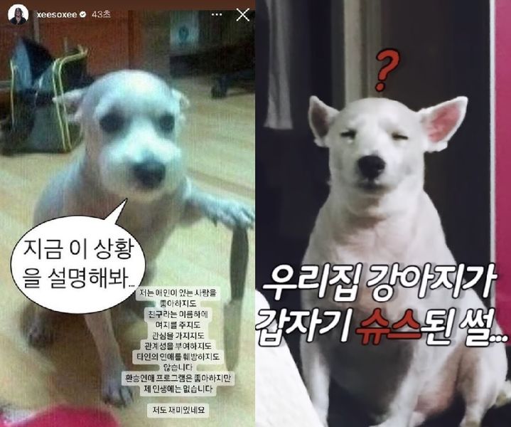 [서울=뉴시스] 배우 한소희가 류준열과의 환승연애 의혹을 해명하면서 사용한 '칼 든 강아지' 사진이 화제가 됐다. (사진=인스타그램 캡처) *재판매 및 DB 금지