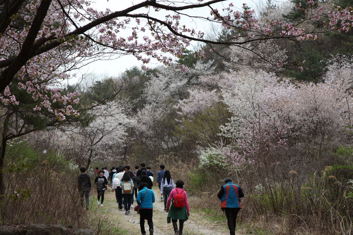 [금산=뉴시스] 금산 보곡산골 산벚꽃축제. (사진= 금산군 제공) *재판매 및 DB 금지