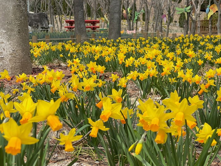 [진주=뉴시스]wlswntl, '월아산 숲속의 진주' 수선화 만개.(사진=뉴시스 DB).photo@newsis.com *재판매 및 DB 금지