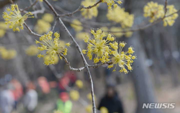 [울산=뉴시스] 배병수 기자 = 20일 오전 울산 남구 울산대공원 일원에 산수유가 활짝펴 있다. 2024.03.20. bbs@newsis.com