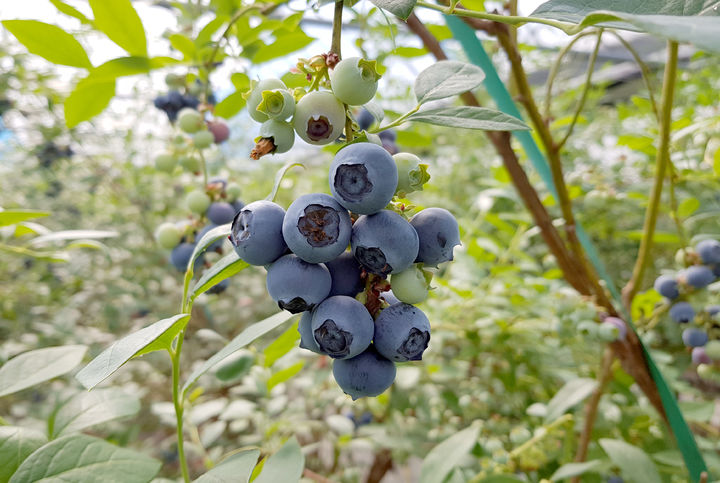 [곡성=뉴시스] 곡성 블루베리. (사진=곡성군청 제공). photo@newsis.com *재판매 및 DB 금지