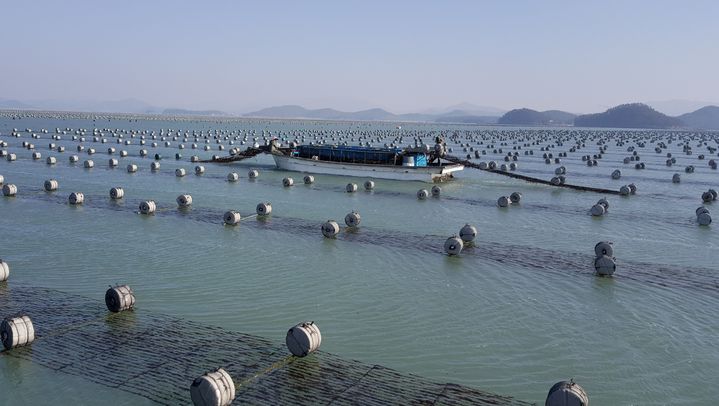 전남 김 양식장. 사진과 기사는 직접적 관련 없음. (사진=전남도 제공) *재판매 및 DB 금지