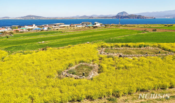 [서귀포=뉴시스] 제주 서귀포시 대정읍 가파도를 찾은 관광객들이 활짝 핀 유채꽃을 감상하며 무르익는 봄계절을 만끽하고 있다. (사진=뉴시스DB) woo1223@newsis.com