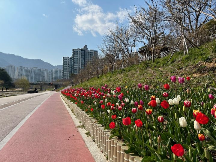 [부산=뉴시스] 기장군 좌광천 튤립 꽃길 (사진=기장군 제공) 2024.03.22. photo@newsis.com *재판매 및 DB 금지