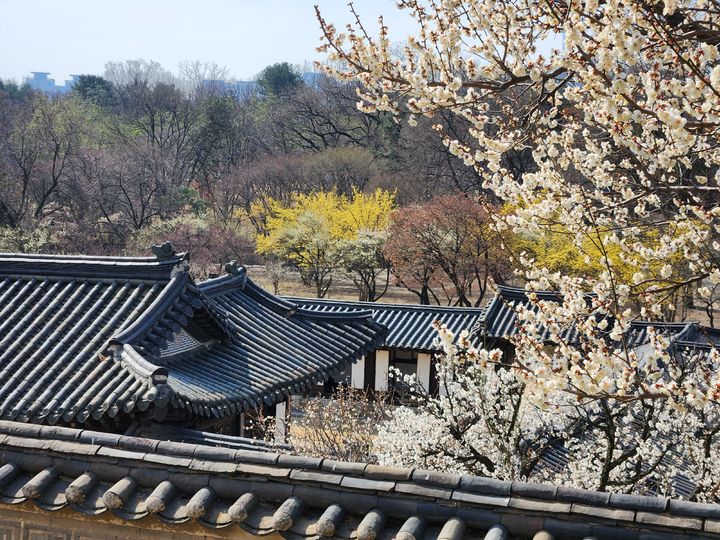 [서울=뉴시스] 이승주 수습기자 = 22일 오전 서울 종로구 창덕궁 낙선재 풍경. 28일까지 평소 입장이 제한되던 낙선재 뒤뜰 후원 일대를 둘러보는 '봄을 품은 낙선재' 프로그램을 운영한다. 2024.03.22. heyjude@newsis.com *재판매 및 DB 금지